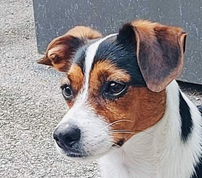 BLAAS-BANO ambulatorio veterinario