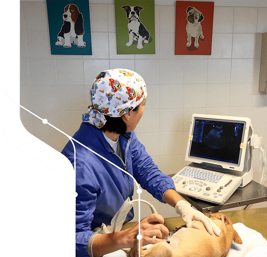 Veterinario a Bassano del Grappa